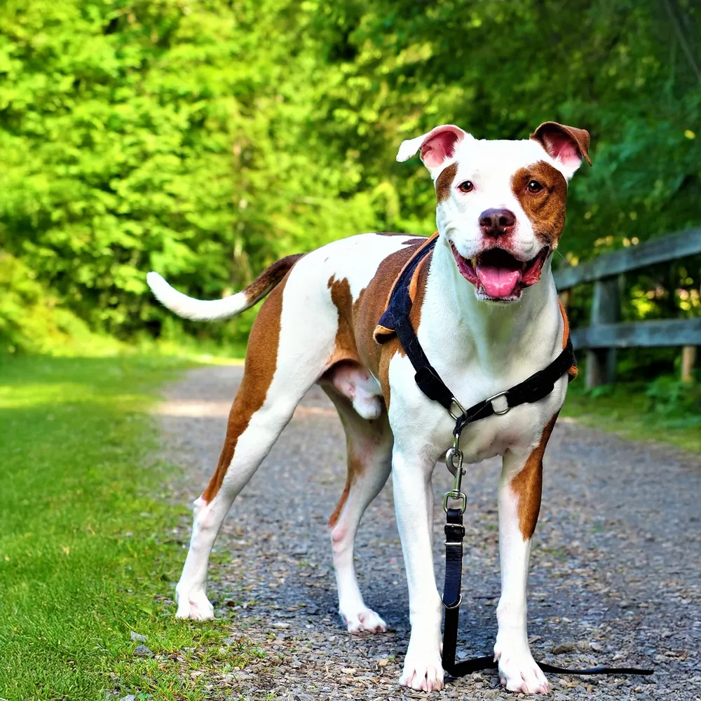 Pit Bull 01.webp